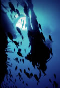 Scuba World - Accommodation Adelaide 0
