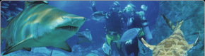 Scuba World - Accommodation Adelaide 1