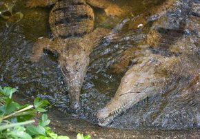 Rockhampton Zoo - Accommodation Adelaide 1