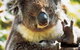 Gorge Wildlife Park - thumb 0