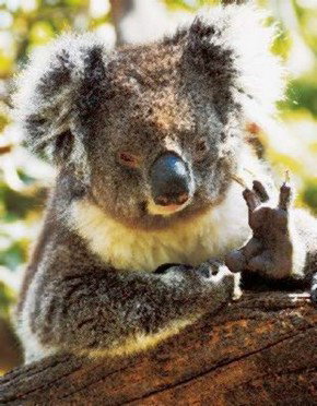 Gorge Wildlife Park - Accommodation Adelaide 0
