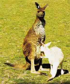 Gorge Wildlife Park - Accommodation Adelaide 1