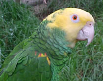 Gorge Wildlife Park - Accommodation Adelaide 3