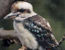 Nowra Wildlife Park - Accommodation Adelaide 2