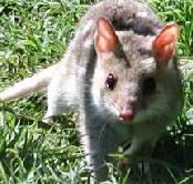 Urimbirra Wildlife Park - Accommodation Adelaide