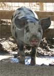 Wagga Wagga Zoo - Accommodation Adelaide 0