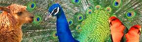 Wagga Wagga Zoo - Accommodation Adelaide 1