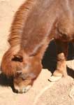 Wagga Wagga Zoo - Accommodation Adelaide 3