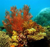 Three Islands Whale Shark Dive - Accommodation Adelaide