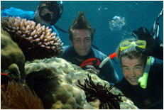 Dolphin Wild - Accommodation Adelaide 1