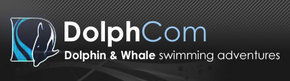 Dolphcom - Dolphin & Whale Swimming Adventures - Accommodation Adelaide 0