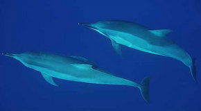 Dolphcom - Dolphin & Whale Swimming Adventures - Accommodation Adelaide 3