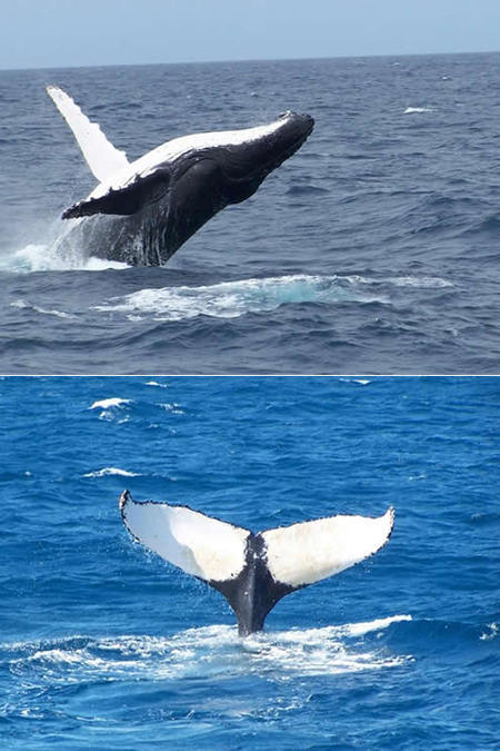 Mills Charters Fishing And Whale Watch Cruises - Accommodation Adelaide 3