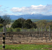 Buller View Wines - Accommodation Adelaide