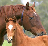 Blue Gum Farm - Accommodation Adelaide