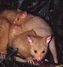 Geckoes Wildlife Presentations - Accommodation Adelaide 1