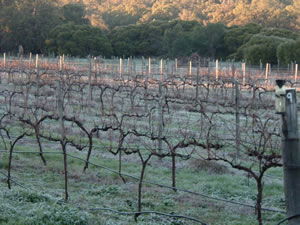 Lion Mill Vineyards - Accommodation Adelaide 1