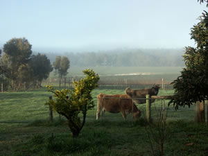 Lion Mill Vineyards - Accommodation Adelaide 2