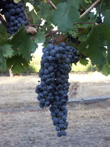 Lion Mill Vineyards - Accommodation Adelaide 3