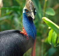 David Fleay Wildlife Park - Accommodation Adelaide
