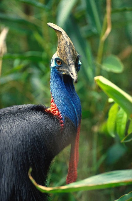 David Fleay Wildlife Park - Accommodation Adelaide 0
