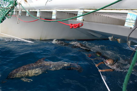 Dolphin Swim Australia - Accommodation Adelaide 1