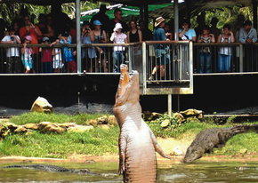 Crocodylus Park - Accommodation Adelaide 2