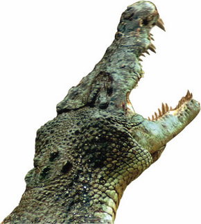 Crocodylus Park - Accommodation Adelaide 3