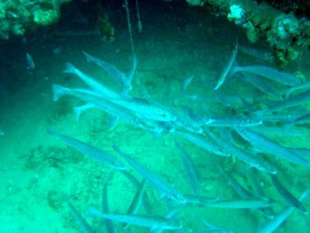 Underwater Sports Diving Centre - Accommodation Adelaide 1