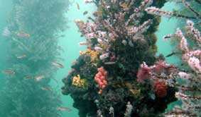 Underwater Sports Diving Centre - Accommodation Adelaide 2
