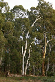 Heysen - The Cedars - Accommodation Adelaide 2