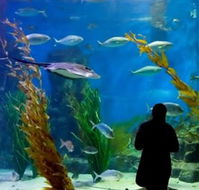 Melbourne Aquarium - Accommodation Adelaide