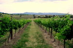Link Tours - Accommodation Adelaide 2