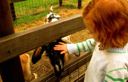 Collingwood Children's Farm - Accommodation Adelaide 0