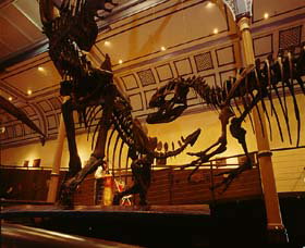 Australian Museum - Accommodation Adelaide 1