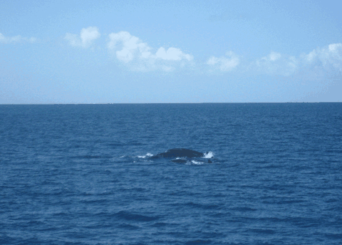 Carlo Fishing Charters - Accommodation Adelaide 1