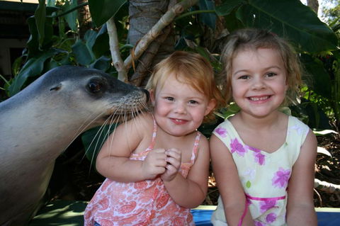 Dolphin Marine Magic - Accommodation Adelaide 0