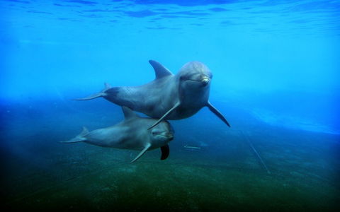 Dolphin Marine Magic - Accommodation Adelaide 4