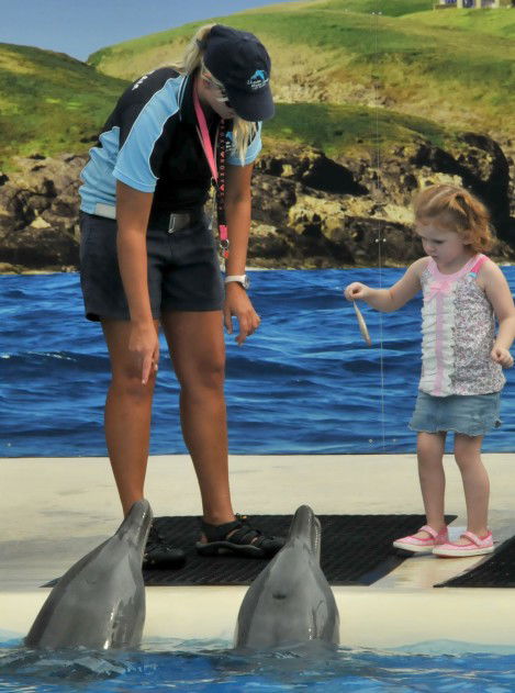 Dolphin Marine Magic - Accommodation Adelaide 10