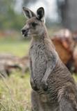 Jirrahlinga Koala & Wildlife Sanctuary - Accommodation Adelaide 4
