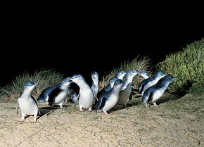 Phillip Island Penguin Parade - Accommodation Adelaide 3
