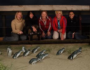 Phillip Island Penguin Parade - Accommodation Adelaide 4