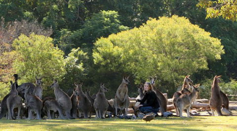 Lone Pine Koala Sanctuary - Accommodation Adelaide 1