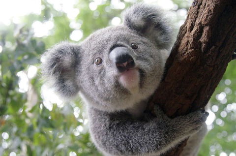 Lone Pine Koala Sanctuary - Accommodation Adelaide 3