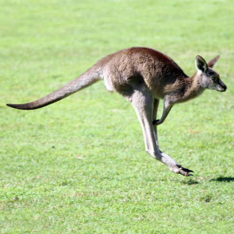 Lone Pine Koala Sanctuary - Accommodation Adelaide 4
