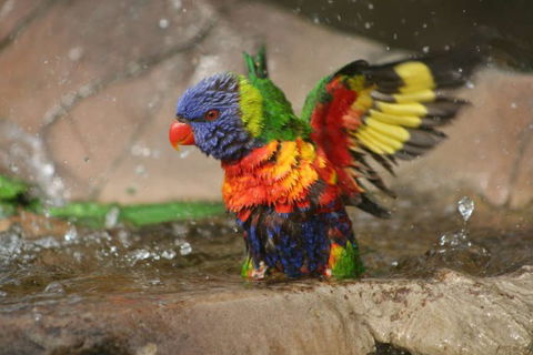 Lone Pine Koala Sanctuary - Accommodation Adelaide 5