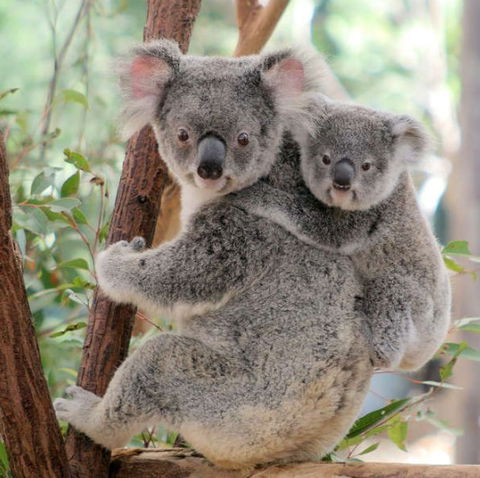 Lone Pine Koala Sanctuary - Accommodation Adelaide 6
