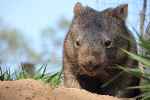 Lone Pine Koala Sanctuary - Accommodation Adelaide 7