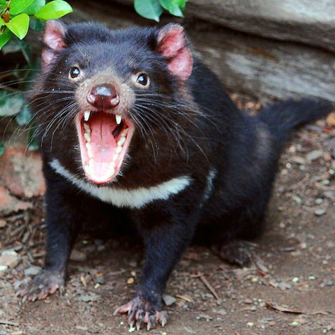 Lone Pine Koala Sanctuary - Accommodation Adelaide 8