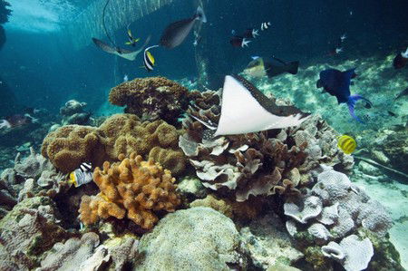 Reef HQ Great Barrier Reef Aquarium - Accommodation Adelaide 3